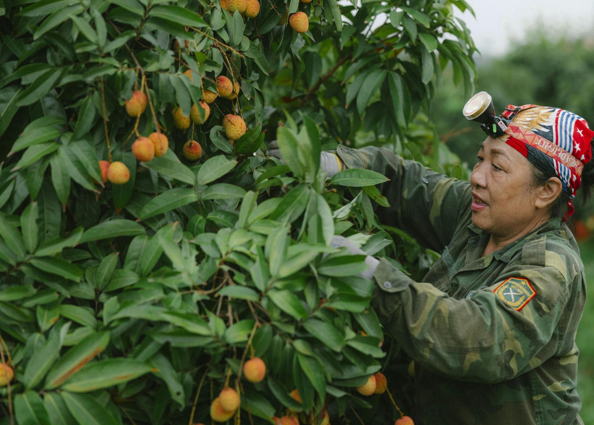 Woman in a headlamp and uniform harvesting lychee fruits from tree in orchard.